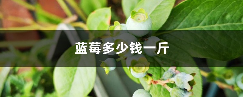 蓝莓多少钱一斤,蓝莓价格 蓝莓多少钱一斤,蓝莓价格