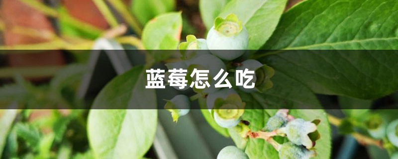 蓝莓怎么吃,蓝莓的功效 蓝莓怎么吃,蓝莓的功效