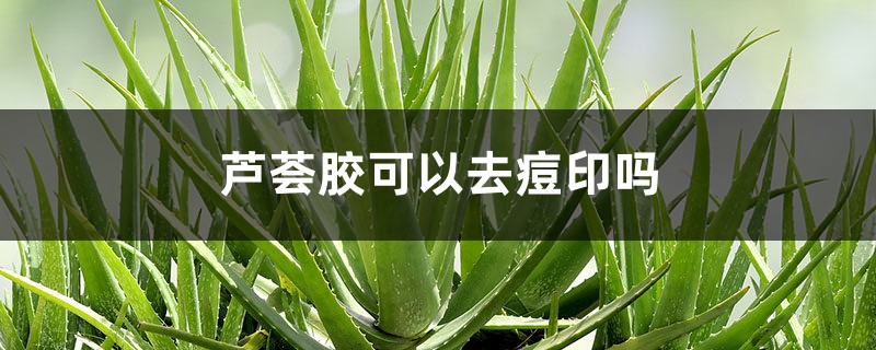 芦荟胶有什么用,芦荟胶可以去痘印吗 芦荟胶有什么用,芦荟胶可以去痘印吗