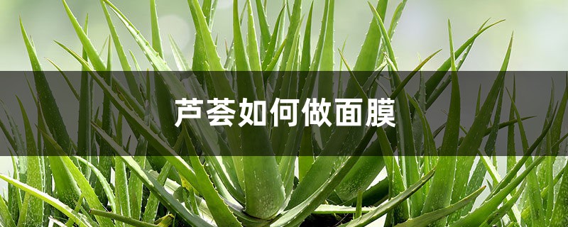 芦荟如何做面膜,芦荟面膜怎么做 芦荟如何做面膜,芦荟面膜怎么做