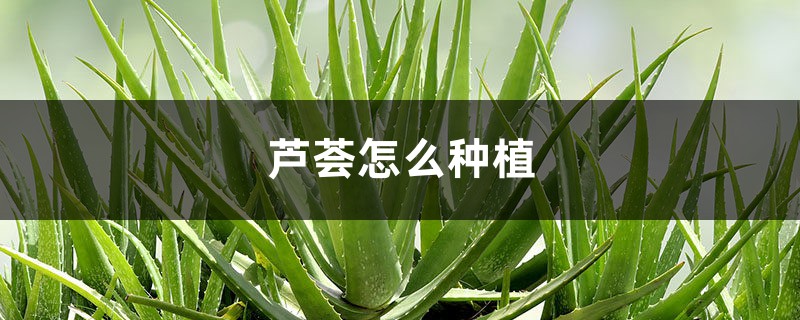 芦荟怎么种植,芦荟可以水养吗 芦荟怎么种植,芦荟可以水养吗