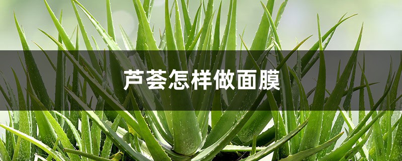 芦荟怎样做面膜,芦荟能祛斑吗 芦荟怎样做面膜,芦荟能祛斑吗