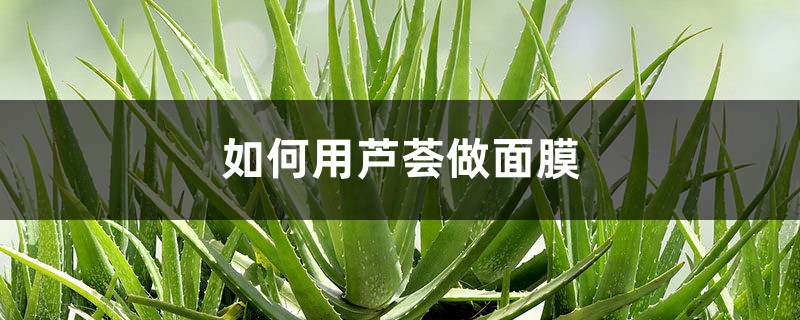 如何用芦荟做面膜,芦荟可以祛痘印吗 如何用芦荟做面膜,芦荟可以祛痘印吗
