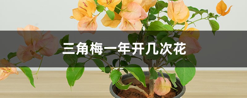 三角梅一年开几次花,几月开花 三角梅一年开几次花,几月开花