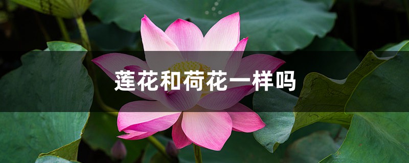 莲花和荷花一样吗,荷花图片 莲花和荷花一样吗,荷花图片