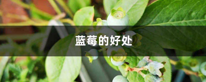 吃蓝莓有什么好处，蓝莓的皮可以吃吗