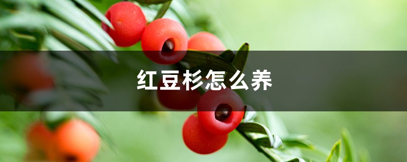 红豆杉怎么养,红豆杉树图片 红豆杉怎么养,红豆杉树图片