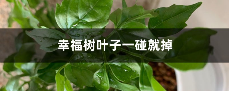 幸福树叶子一碰就掉怎么办,掉叶子怎么挽救 幸福树叶子一碰就掉怎么办,掉叶子怎么挽救