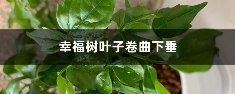 幸福树叶子卷曲下垂怎么办 幸福树叶子卷曲下垂怎么办