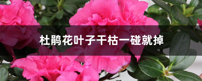 杜鹃花叶子干枯一碰就掉怎么办 杜鹃花叶子干枯一碰就掉怎么办