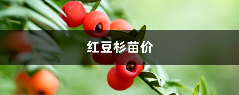 红豆杉苗价,红豆杉图片 红豆杉苗价,红豆杉图片