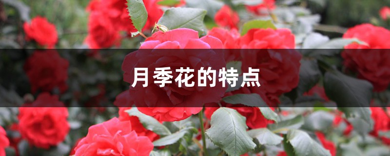 月季花的特点,月季花的图片 月季花的特点,月季花的图片