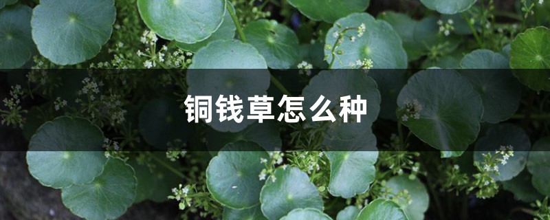 铜钱草怎么种,铜钱草图片 铜钱草怎么种,铜钱草图片