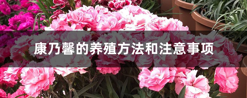 康乃馨的养殖方法和注意事项,康乃馨图片 康乃馨的养殖方法和注意事项,康乃馨图片