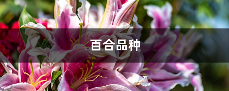 百合品种,什么样的百合能吃 百合品种,什么样的百合能吃