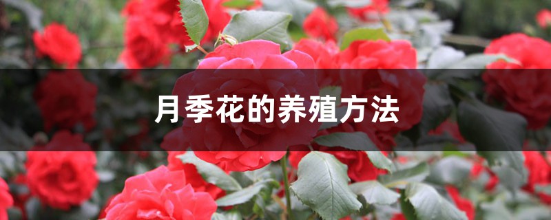 月季花的养殖方法,月季花的图片 月季花的养殖方法,月季花的图片