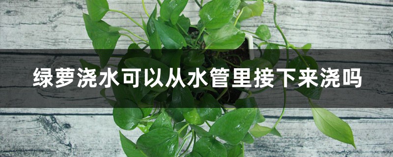 绿萝浇水可以从水管里接下来浇吗,可以加阿司匹林吗 绿萝浇水可以从水管里接下来浇吗,可以加阿司匹林吗