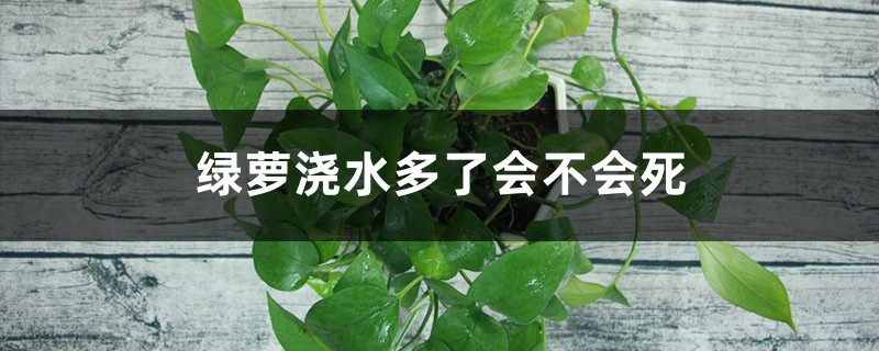 绿萝浇水多了会不会死,浇水时间 绿萝浇水多了会不会死,浇水时间