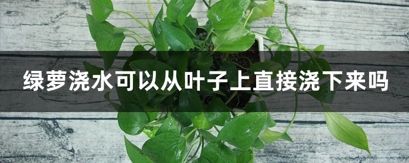 绿萝浇水可以从叶子上直接浇下来吗,可以喷叶子吗 绿萝浇水可以从叶子上直接浇下来吗,可以喷叶子吗