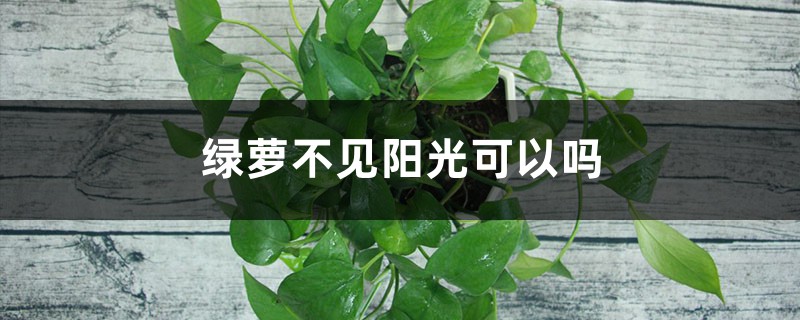 绿萝不见阳光可以吗,下垂对财运好不好 绿萝不见阳光可以吗,下垂对财运好不好