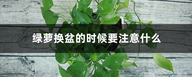 绿萝换盆的时候要注意什么,要用什么土 绿萝换盆的时候要注意什么,要用什么土