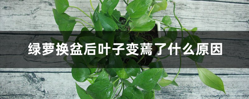 绿萝换盆后叶子变蔫了什么原因,怎么办 绿萝换盆后叶子变蔫了什么原因,怎么办