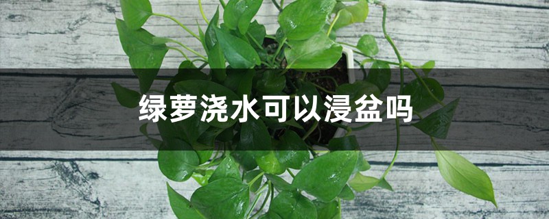 绿萝浇水可以浸盆吗,可以加醋吗 绿萝浇水可以浸盆吗,可以加醋吗