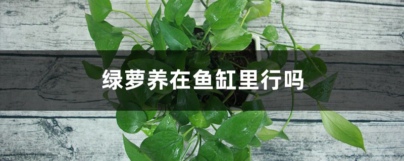 绿萝养在鱼缸里行吗,养在水中技巧 绿萝养在鱼缸里行吗,养在水中技巧