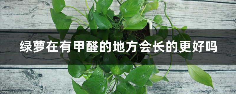 绿萝在有甲醛的地方会长的更好吗,发黄是甲醛超标吗 绿萝在有甲醛的地方会长的更好吗,发黄是甲醛超标吗