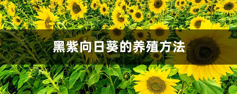 黑紫向日葵的养殖方法 黑紫向日葵的养殖方法