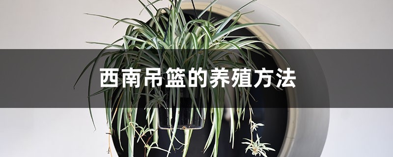 西南吊兰的养殖方法 西南吊兰的养殖方法