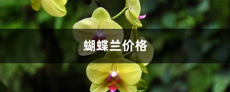 蝴蝶兰价格,蝴蝶兰图片 蝴蝶兰价格,蝴蝶兰图片
