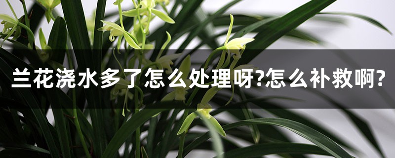 兰花浇水多了怎么处理呀,怎么挽救 兰花浇水多了怎么处理呀,怎么挽救