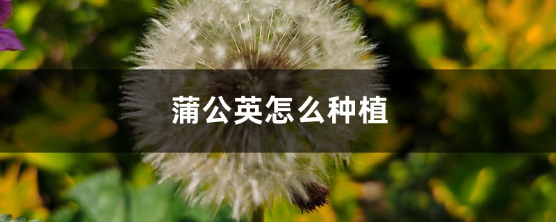 蒲公英怎么种植,蒲公英种植技术及管理 蒲公英怎么种植,蒲公英种植技术及管理