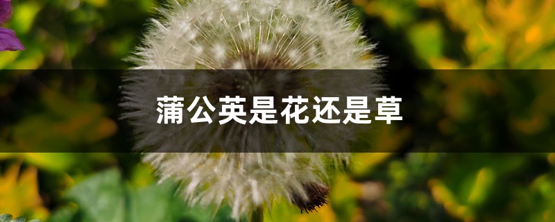 蒲公英是花还是草,蒲公英是一种什么样的草 蒲公英是花还是草,蒲公英是一种什么样的草