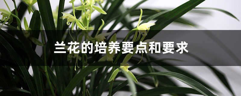 兰花的培养要点和要求 兰花的培养要点和要求