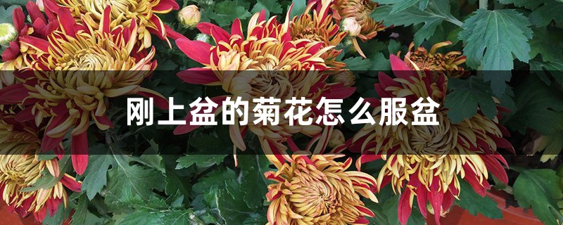 刚上盆的菊花怎么服盆,服盆的表现是什么 刚上盆的菊花怎么服盆,服盆的表现是什么