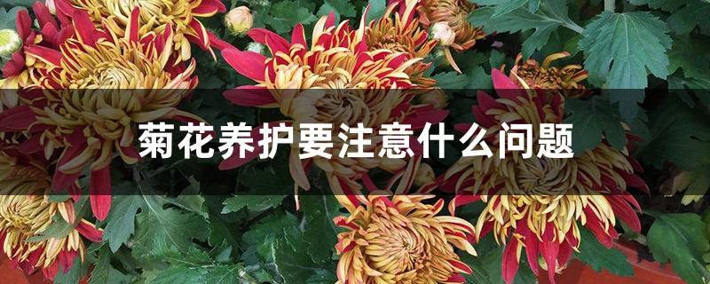 菊花养护要注意什么问题,菊花需要修剪吗 菊花养护要注意什么问题,菊花需要修剪吗