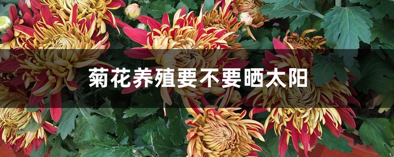 菊花养殖要不要晒太阳,晒蔫了怎么办 菊花养殖要不要晒太阳,晒蔫了怎么办