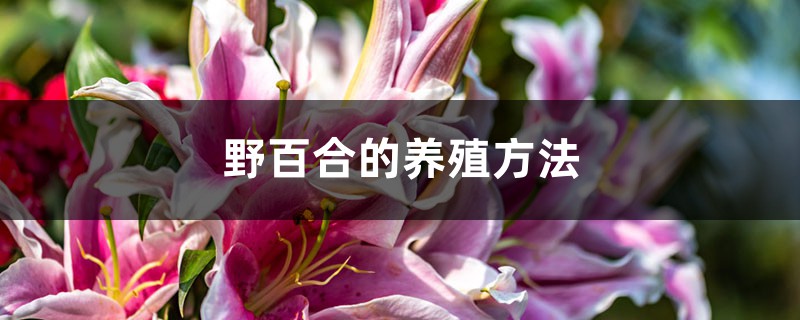 野百合的养殖方法 野百合的养殖方法