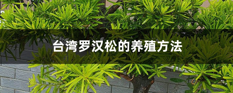 台湾罗汉松的养殖方法 台湾罗汉松的养殖方法