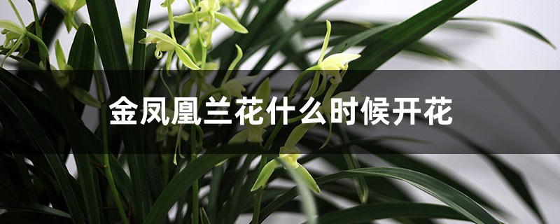 金凤凰兰花什么时候开花 金凤凰兰花什么时候开花