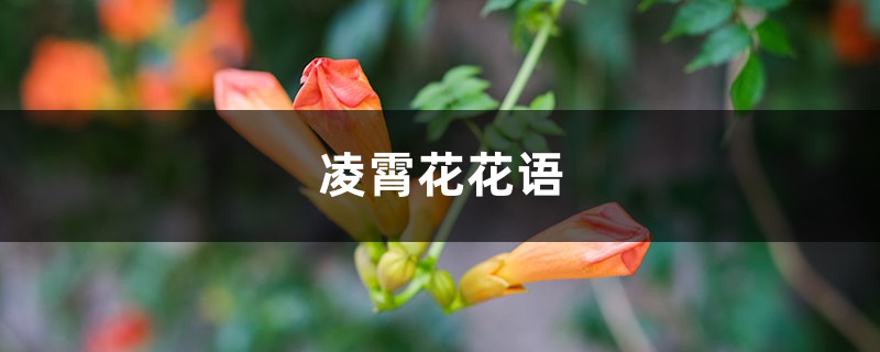 凌霄花花语 凌霄花花语