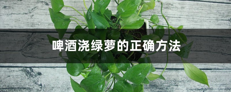 啤酒浇绿萝的正确方法 啤酒浇绿萝的正确方法