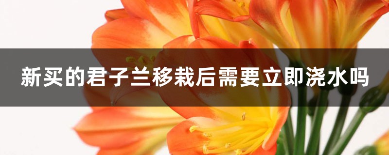 新买的君子兰移栽后需要立即浇水吗 新买的君子兰移栽后需要立即浇水吗