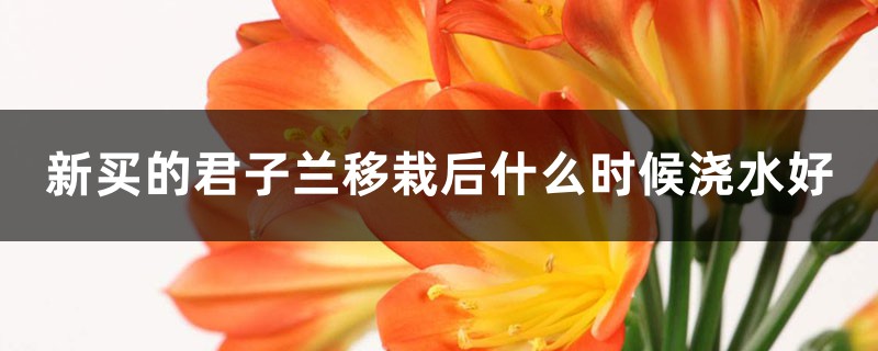 新买的君子兰移栽后什么时候浇水好 新买的君子兰移栽后什么时候浇水好