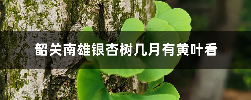 韶关南雄银杏几月份看最好,几月有黄叶看 韶关南雄银杏几月份看最好,几月有黄叶看