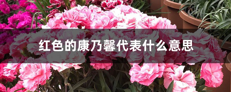 红色的康乃馨代表什么意思 红色的康乃馨代表什么意思