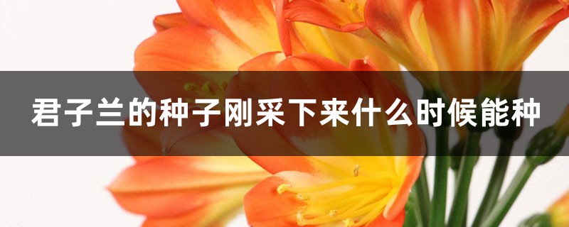君子兰的种子刚采下来什么时候能种 君子兰的种子刚采下来什么时候能种