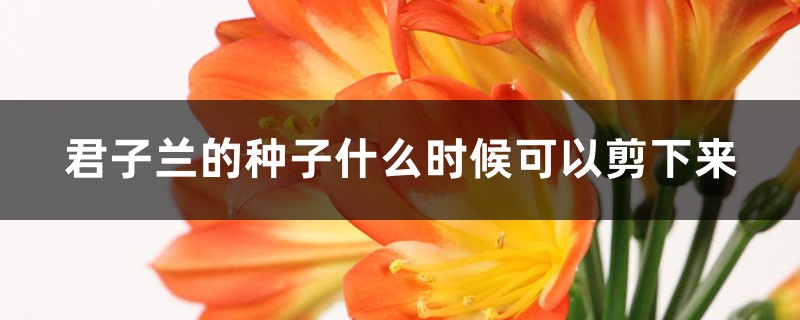 君子兰的种子什么时候可以剪下来 君子兰的种子什么时候可以剪下来